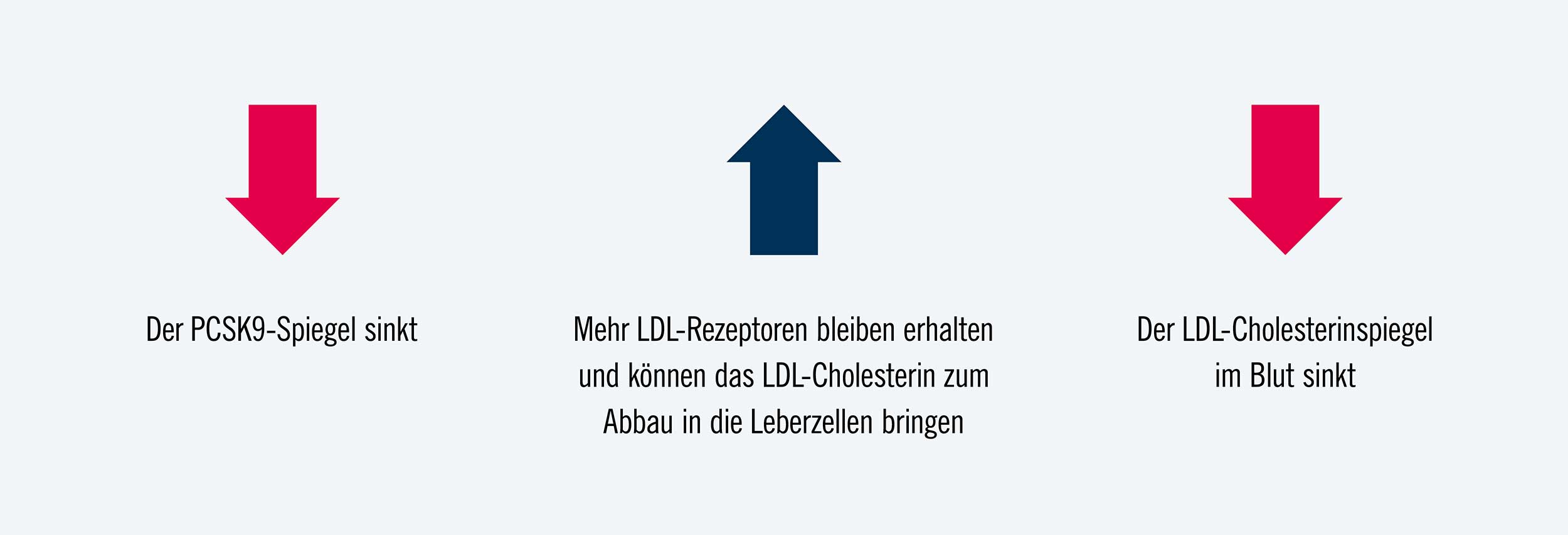 Veranschaulichung wie PCSK9-Inhibitoren zu einem sinkenden LDL-Cholesterinspiegel beitragen